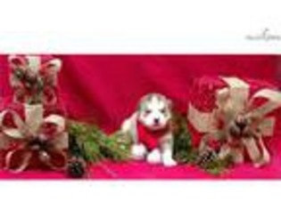 Siberian Husky Puppy for sale in Lynchburg, VA, USA