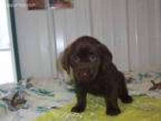 Labrador Retriever Puppy for sale in Glencoe, MN, USA