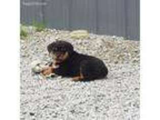 Rottweiler Puppy for sale in Ayden, NC, USA