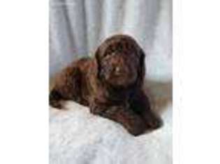 Labradoodle Puppy for sale in Perryville, MO, USA