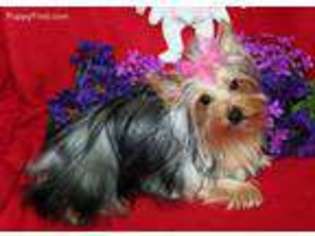 Yorkshire Terrier Puppy for sale in Phenix City, AL, USA