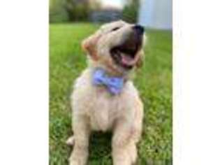 Golden Retriever Puppy for sale in Carbondale, IL, USA