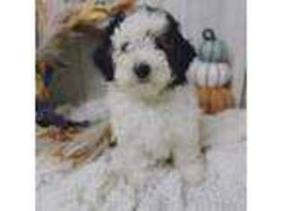 Mutt Puppy for sale in Dubuque, IA, USA