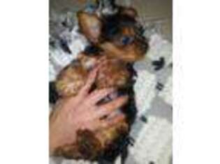 Yorkshire Terrier Puppy for sale in Lewisburg, PA, USA