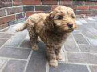 Labradoodle Puppy for sale in Hays, KS, USA