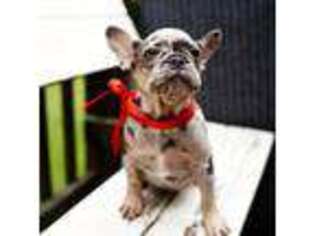 French Bulldog Puppy for sale in Suwanee, GA, USA