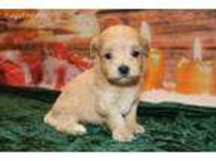 Mal-Shi Puppy for sale in Jacksonville, FL, USA