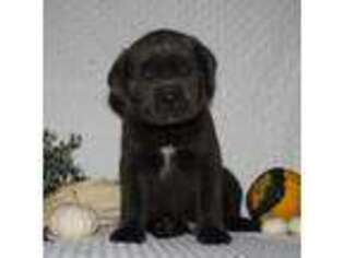 Cane Corso Puppy for sale in Shipshewana, IN, USA