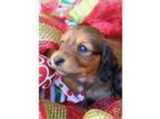 Dachshund Puppy for sale in College Station, TX, USA
