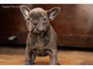 French Bulldog Puppy for sale in Madison, NJ, USA