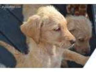 Labradoodle Puppy for sale in Forked River, NJ, USA