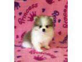 Pomeranian Puppy for sale in Fitzgerald, GA, USA