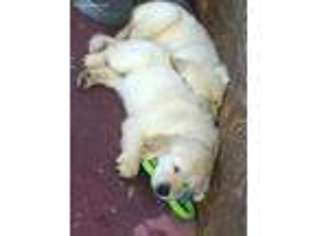 Golden Retriever Puppy for sale in Louisburg, KS, USA