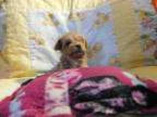 Mutt Puppy for sale in Leonard, MI, USA