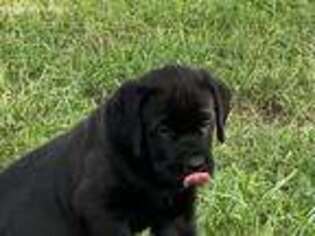 Medium Photo #1 Cane Corso Puppy For Sale in Nottingham, PA, USA