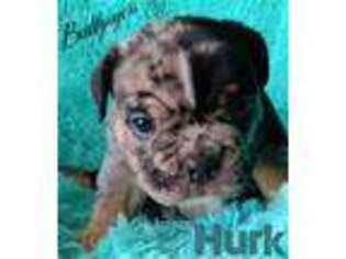 Mutt Puppy for sale in Currituck, NC, USA