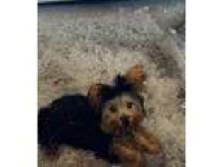 Yorkshire Terrier Puppy for sale in Bowie, MD, USA