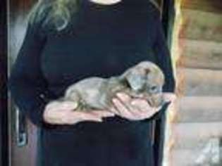 Dachshund Puppy for sale in HALLETTSVILLE, TX, USA