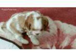 Cavalier King Charles Spaniel Puppy for sale in Deming, NM, USA