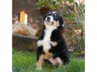 Miniature Australian Shepherd Puppy for sale in Kalama, WA, USA