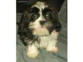 Cavalier King Charles Spaniel Puppy for sale in Tupper Lake, NY, USA