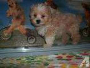 Maltese Puppy for sale in LAKE WALES, FL, USA