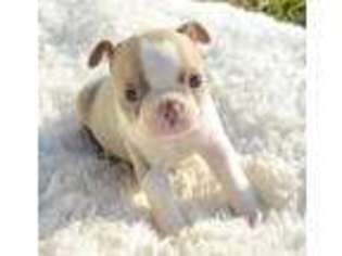 Boston Terrier Puppy for sale in Jonesboro, LA, USA