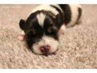 Mutt Puppy for sale in Mount Enterprise, TX, USA