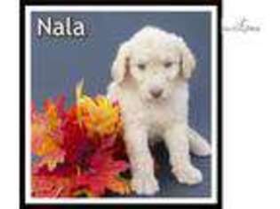 Labradoodle Puppy for sale in Canton, OH, USA