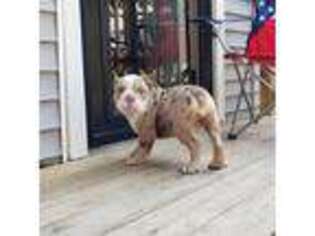 Bulldog Puppy for sale in Delta, OH, USA