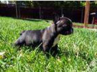 French Bulldog Puppy for sale in DIXON, CA, USA