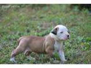 American Bulldog Puppy for sale in Palm Coast, FL, USA
