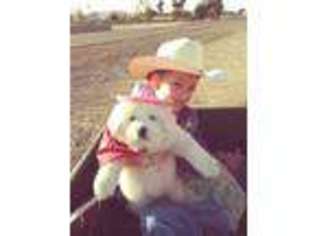 Great Pyrenees Puppy for sale in Buckeye, AZ, USA