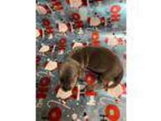 Dachshund Puppy for sale in Fred, TX, USA