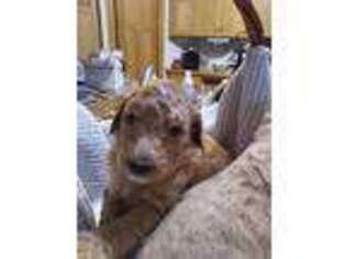 Goldendoodle Puppy for sale in Lake City, MI, USA
