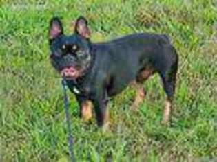 French Bulldog Puppy for sale in Surgoinsville, TN, USA