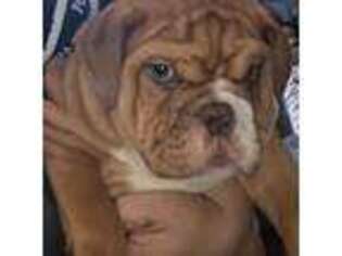 Bulldog Puppy for sale in Colorado Springs, CO, USA