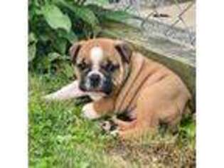 Bulldog Puppy for sale in Somerset, PA, USA