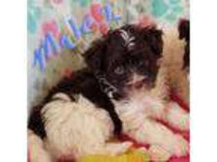 Havanese Puppy for sale in Okmulgee, OK, USA
