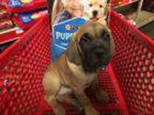Cane Corso Puppy for sale in Scio, OH, USA