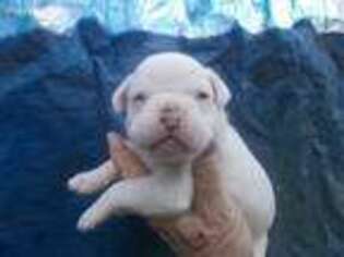 Boxer Puppy for sale in Gaston, SC, USA