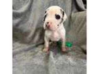 Great Dane Puppy for sale in Wilder, TN, USA