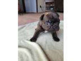 French Bulldog Puppy for sale in Ooltewah, TN, USA