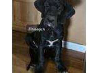 Great Dane Puppy for sale in Greenwood, IN, USA
