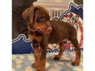 Doberman Pinscher Puppy for sale in Manassas, VA, USA