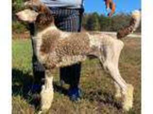 Mutt Puppy for sale in Amherst, VA, USA