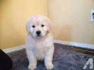 Golden Retriever Puppy for sale in ROCKY FORD, CO, USA