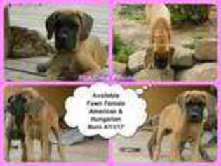 Great Dane Puppy for sale in Rifle, CO, USA