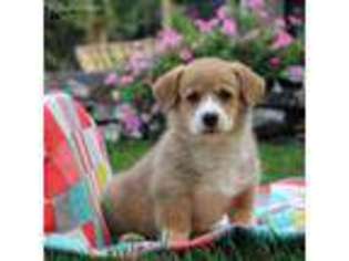 Pembroke Welsh Corgi Puppy for sale in Paradise, PA, USA