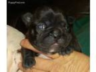 French Bulldog Puppy for sale in Mulberry, AR, USA